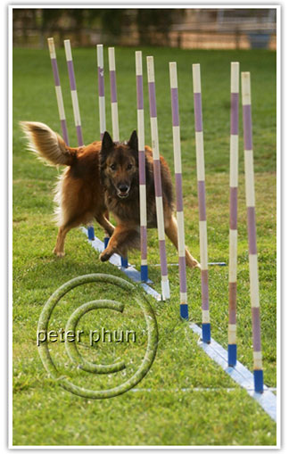 agility_v1