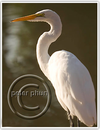 crane1