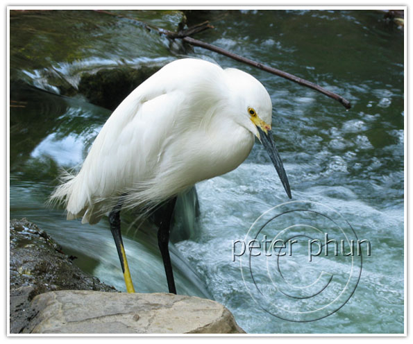 egret_low_shutter_speed egret_low_shutter_speed