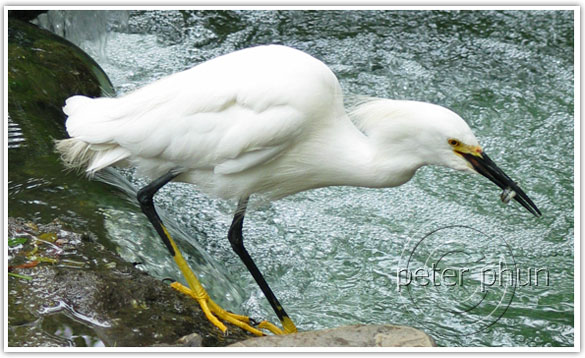 egret_with_fish egret_with_fish