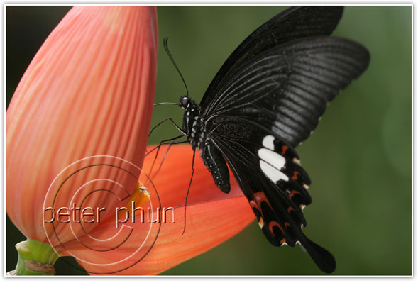 malaysian_butterfly.jpg