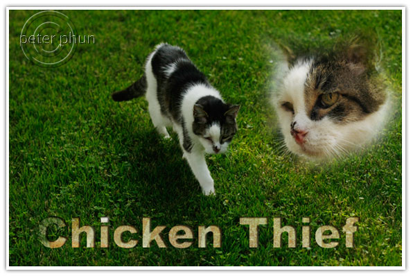 Chicken_Thief
