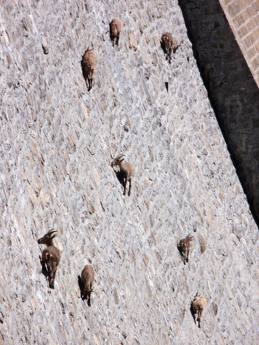 bighorn sheep