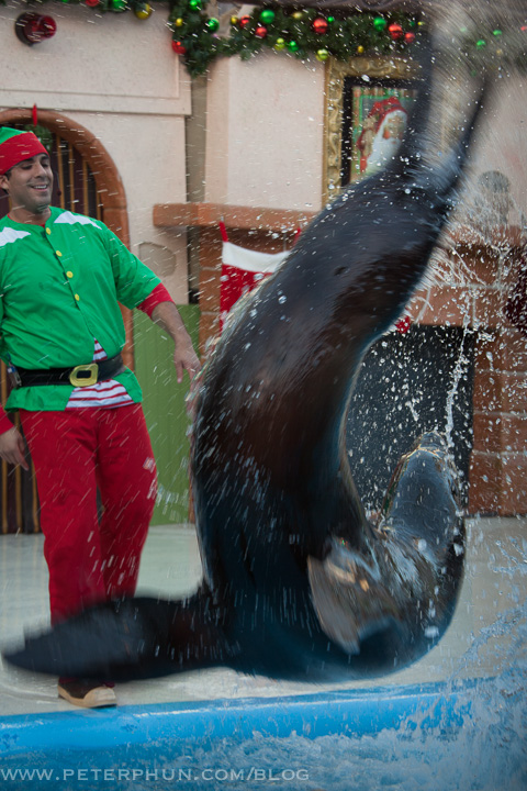 sea-lion