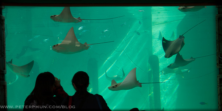 Stingrays traveling in the same direction made this image more interesting. I did have to wait a while for this to happen and also for the unobstructed view of the entire showcase.