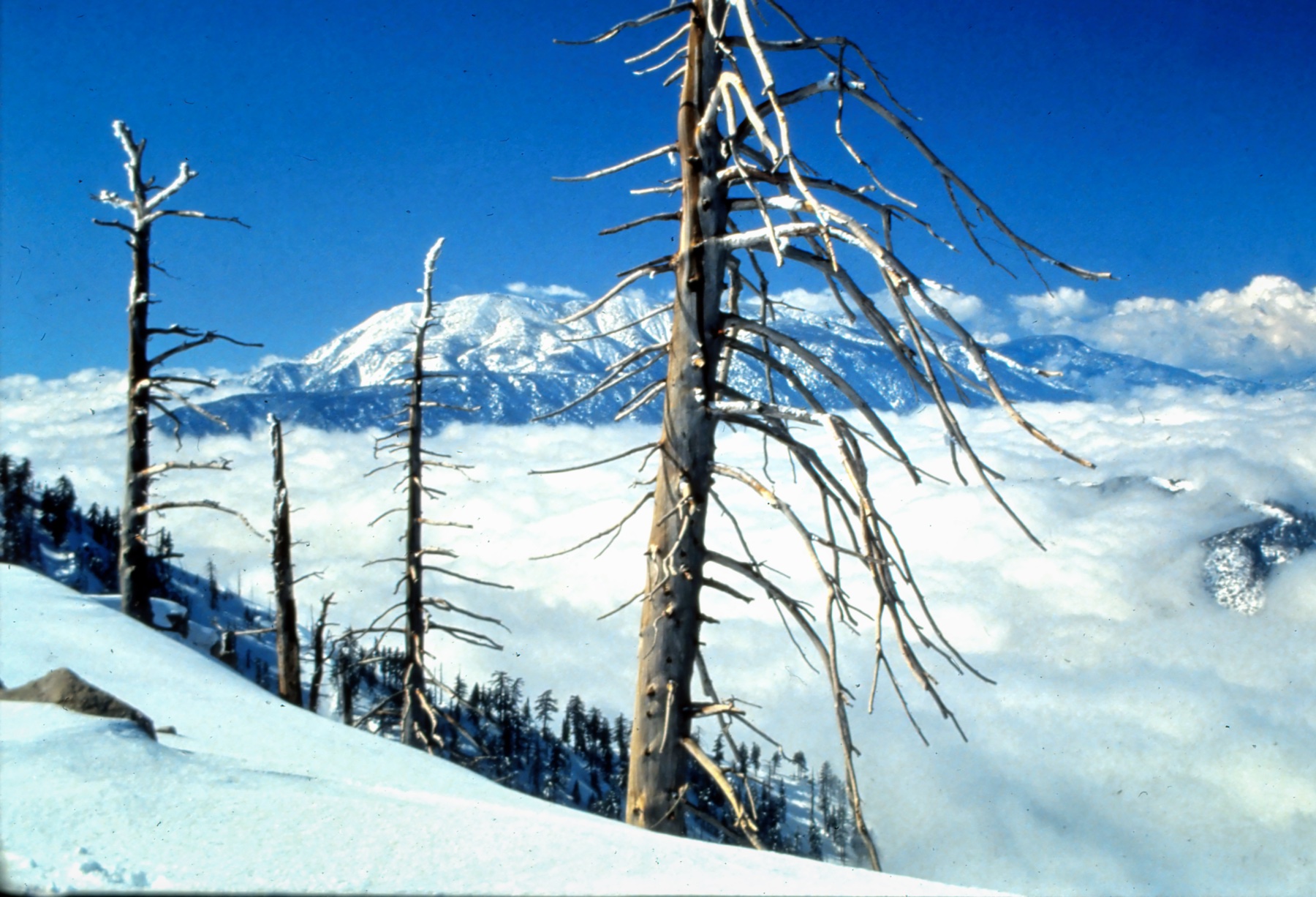 Merry Christmas & Happy New Year 2025